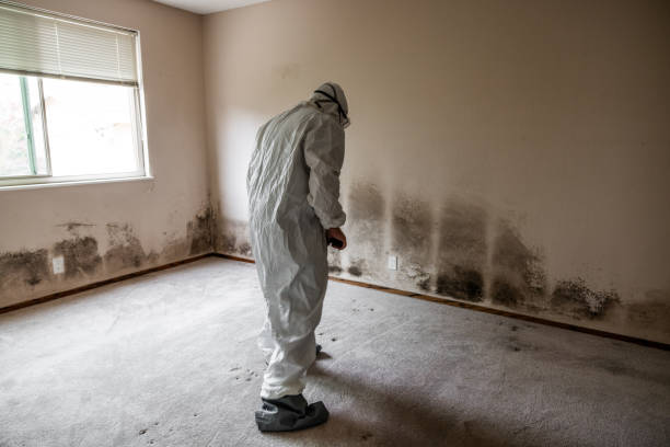 Professional Mold Remediation in Dollar Bay, MI